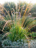 jardin_de_sarastro_08.jpg