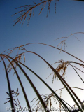 jardin_de_sarastro_09.jpg