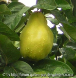 Cydonia oblonga 'Vranja'