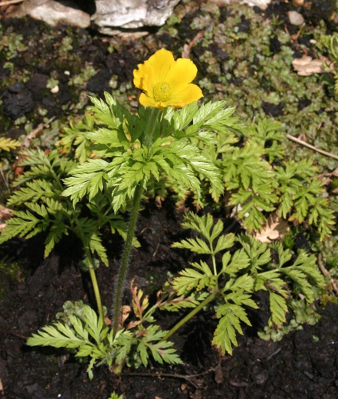 Pulsatilla aurea