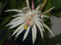Epiphyllum hookeri strictum