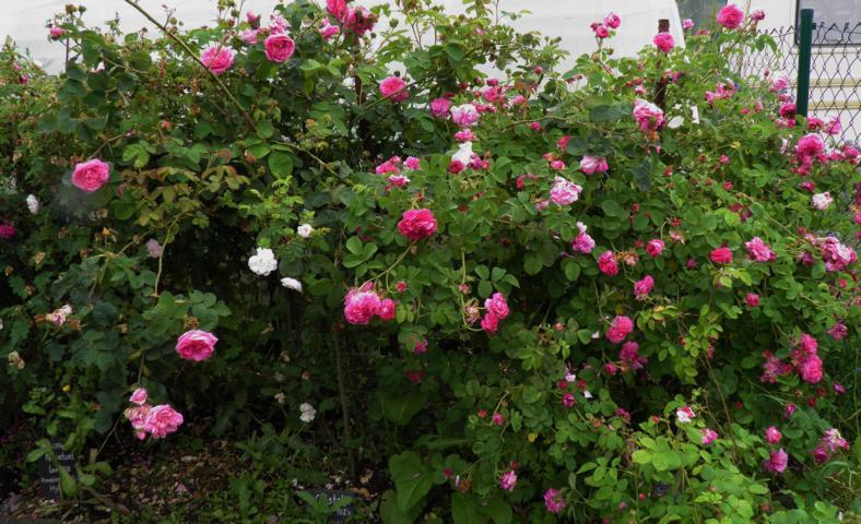 cristata - Duc de Cambridge
