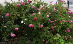 cristata - Duc de Cambridge