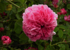 Duc de Cambridge
