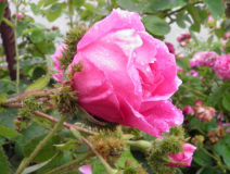 Cristata