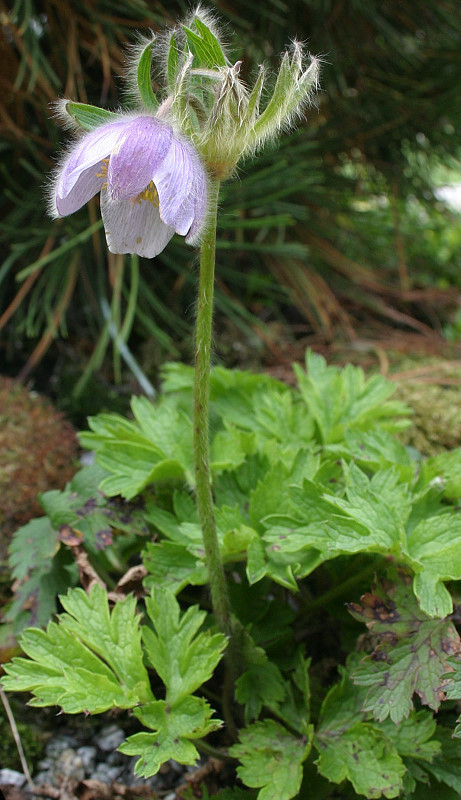 Pulsatilla sugawarai