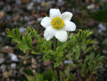 Pulsatilla alpina ssp alba
