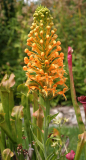 Platanthera ciliaris