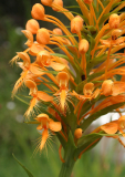 Platanthera ciliaris