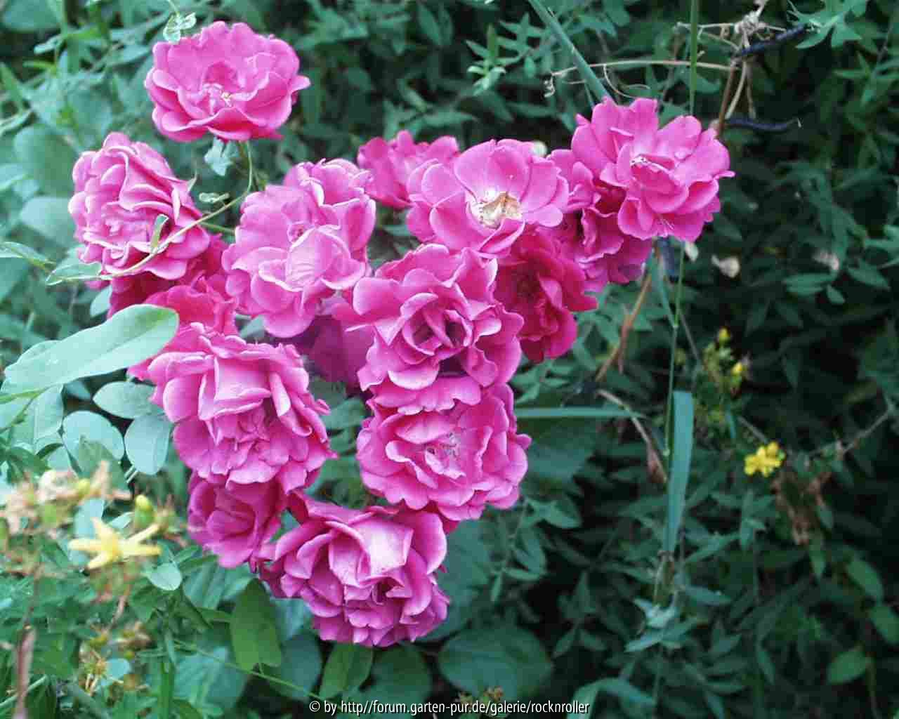Friedhofsrose