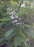 Blüten Baum