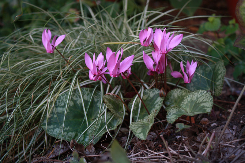 Cyclamen purpurascens