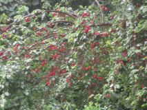 frucht