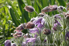 Pulsatilla