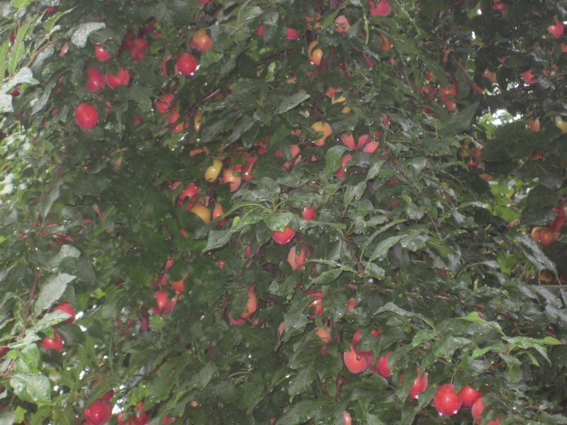 frucht_2