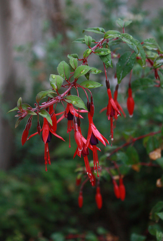Fuchsia magellanica