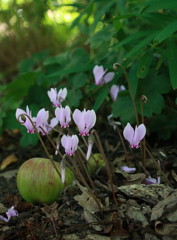 Cyclamen hederifolium