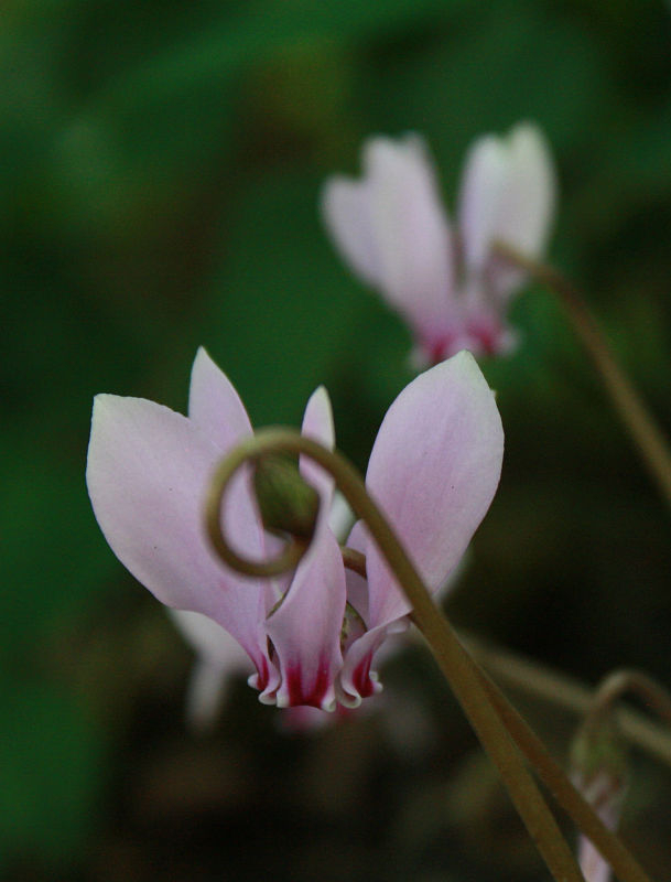 Cyclamen hederifolium