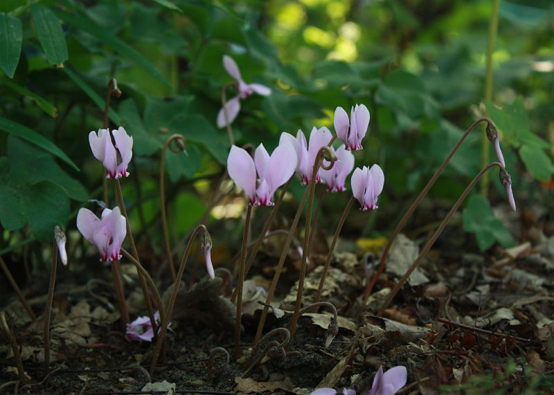 Cyclamen hederifolium