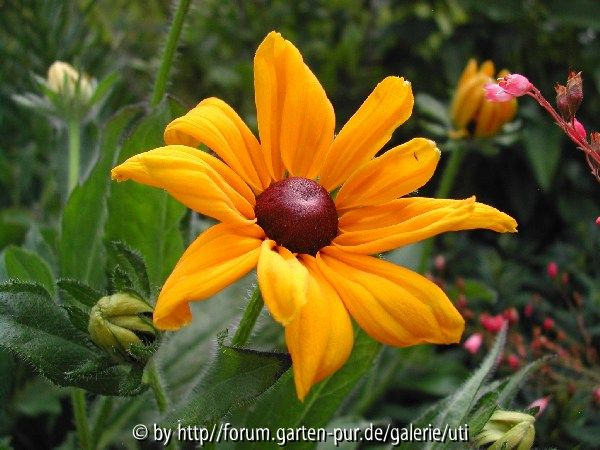 08-Rudbeckia