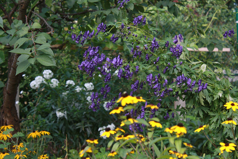 Aconitum henryi 'Sparks Variety'