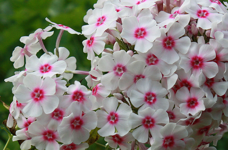 Phlox paniculata 'Kirmesländler'