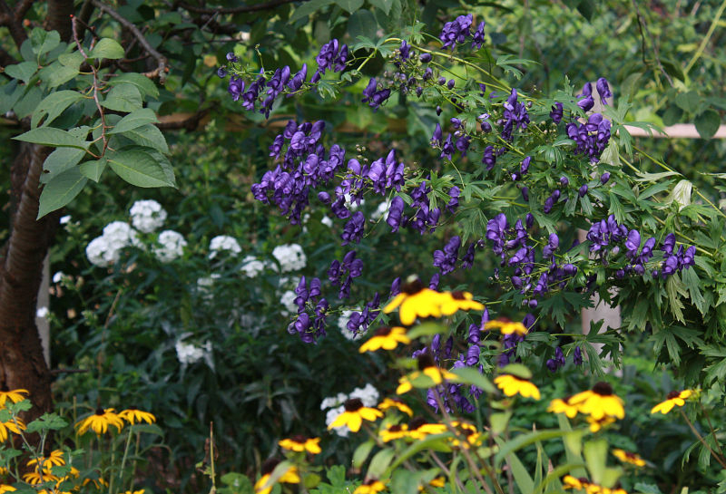 Aconitum henryi 'Sparks Variety'