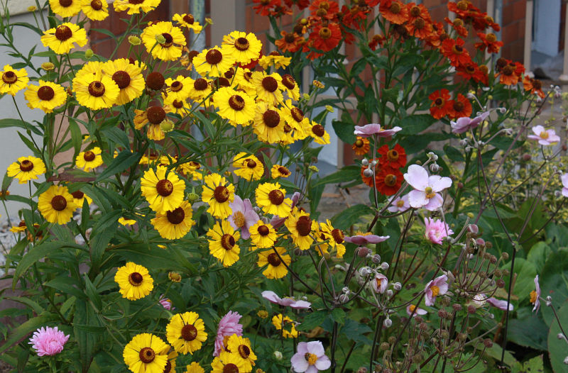 Helenium Hybr.