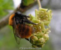 Adrena fulva