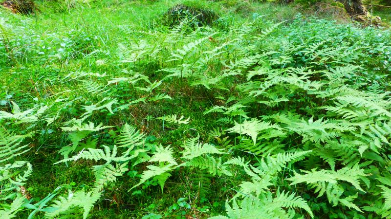 Buchenfarn (Phegopteris connectilis)