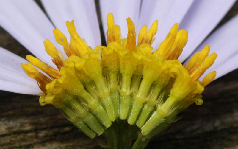 Kalimeris, Blütendetail