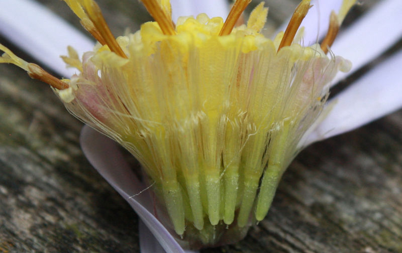 Aster ageratoides. Blütendetail