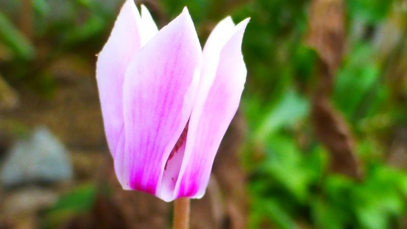 Cyclamen hederifolium Seitensicht