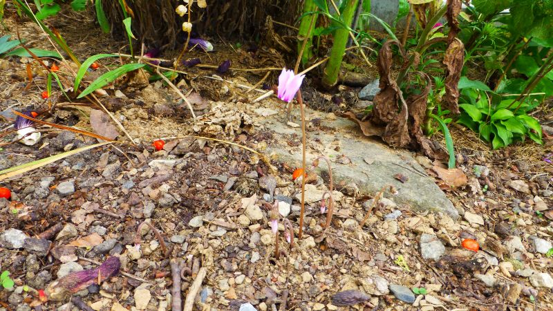 Cyclamen hederifolium Einzelblüte