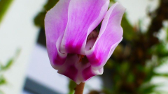 Cyclamen hederifolium v. unten
