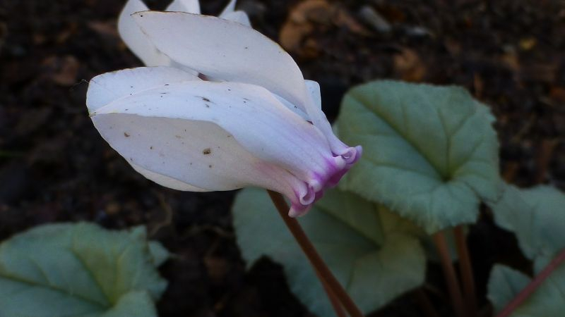 Cyclamen hederifolium 'Silver Cloud White'