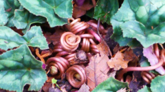 Cyclamen hederifolium Samenanlage