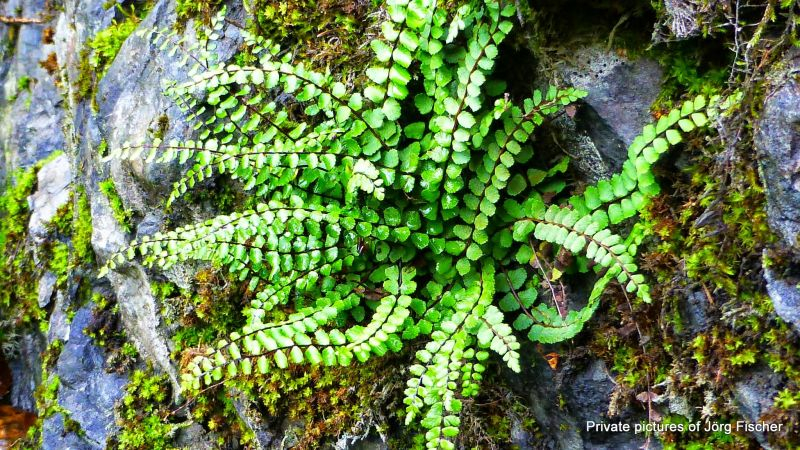 Asplenium trichomanes ssp. quadrivalens