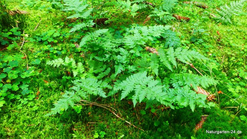 Dryopteris carthusiana, Syn.: Dryopteris spinulosa