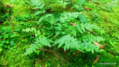 Dryopteris carthusiana, Syn.: Dryopteris spinulosa