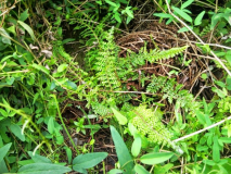 Schildfarn (Polystichum)