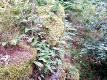Polypodium vulgare