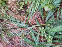 Rippenfarn (Blechnum spicant)