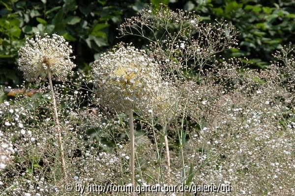 07 Allium+Gypsophila