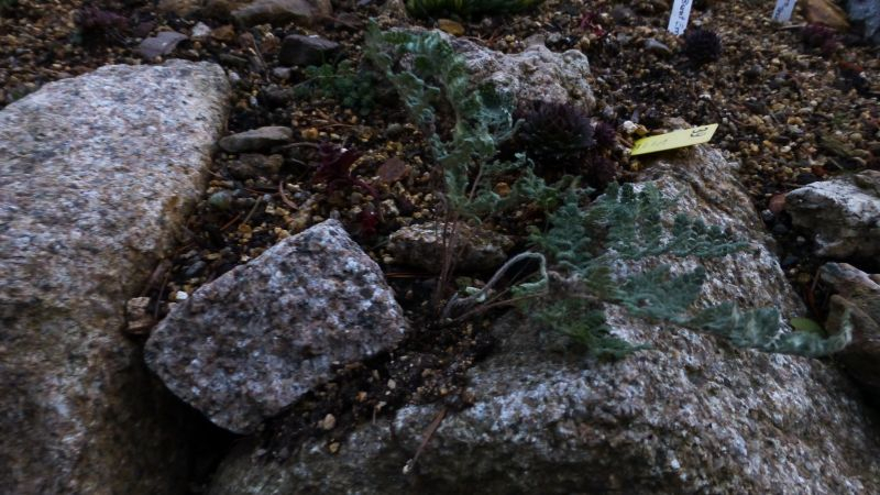 Felsenfarn (Cheilanthes tomemtosa) von EmmaCampanula
