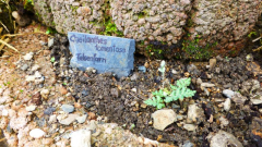 Felsenfarn (Cheilanthes tomemtosa)