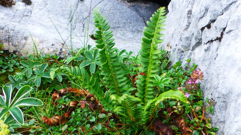 Lanzenfarn (Polystichum lonchitis)