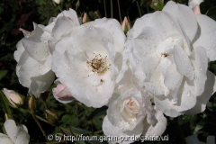 06 Schneewittchen