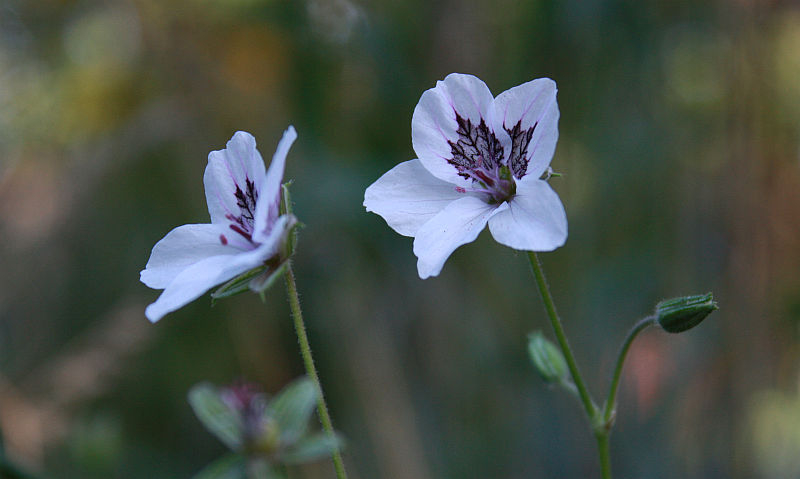Erodium guttatum