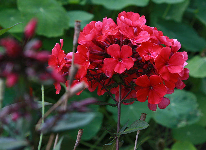 Phlox 'Starfire'